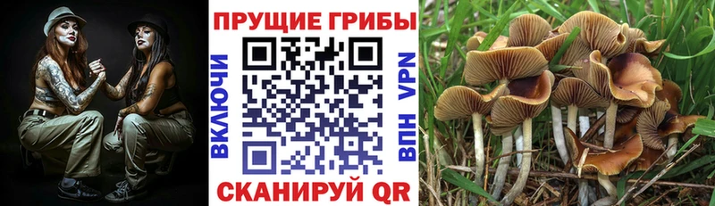 Купить  Дедовск  Галлюциногенные грибы Psilocybine cubensis 